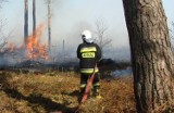 Płonął las w gminie Malechowo