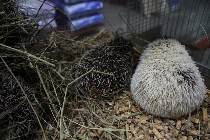 Uratowane jeże czują się już lepiej