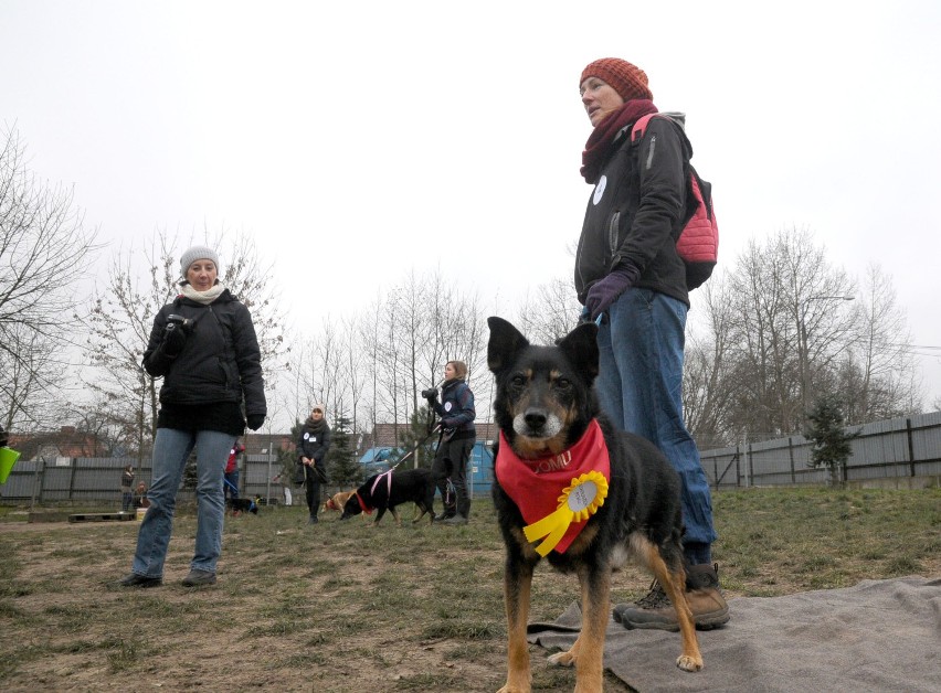 Kraków: wybory najsympatyczniejszych psów weteranów [ZDJĘCIA]