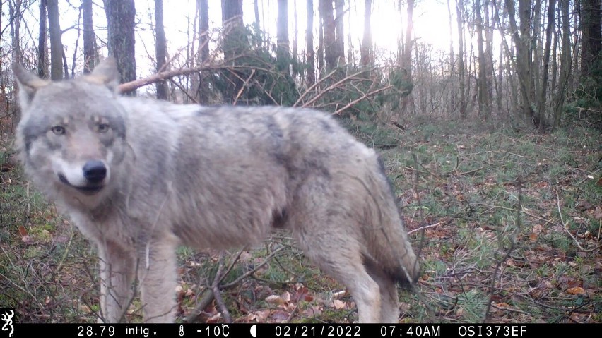 Wilk zarejestrowany przez fotopułapkę na terenie...