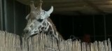 Nowa żyrafa zamieszka w Nowym Zoo. Samiec rodziców zostawił w Niemczech [wideo]