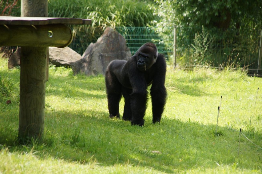 Zdjęcia z wizyty w zoo oraz z Testu Coopera