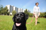 Wybieg dla psów w Opolu? Nie tak szybko