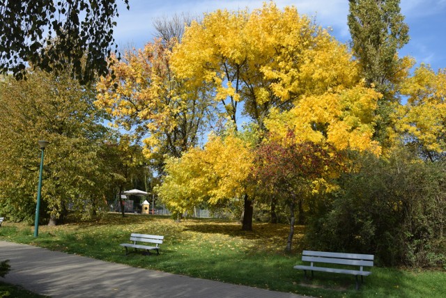 Piękna złota jesień zawitała do Parku Przyjaźni w Kaliszu