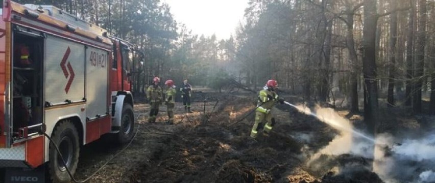 Kilkadziesiąt interwencji do pożarów traw, nieużytków i poszycia leśnego. Strażacy apelują