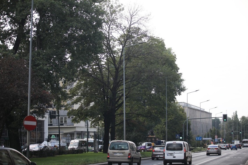 Usychające drzewa w Krakowie