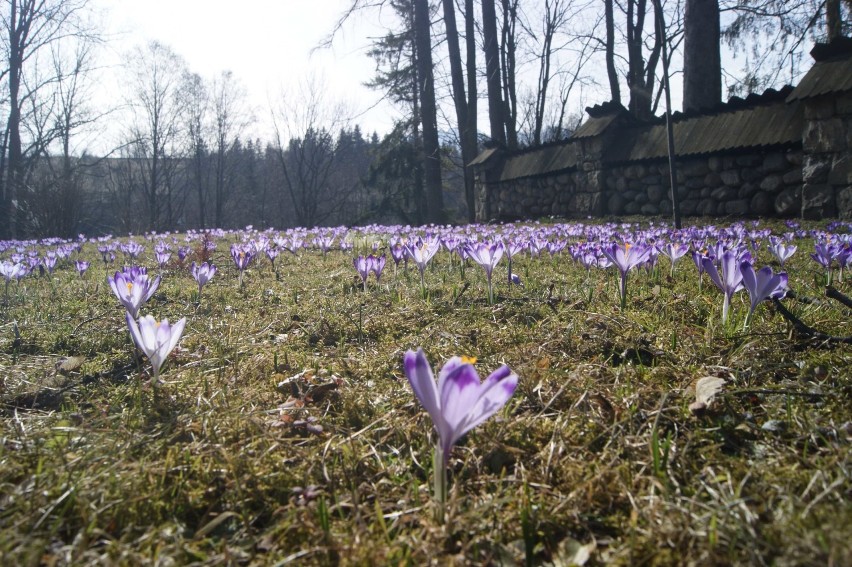 Krokusy zalały Zakopane. W weekend zaleją tatrzańskie polany [ZDJĘCIA]