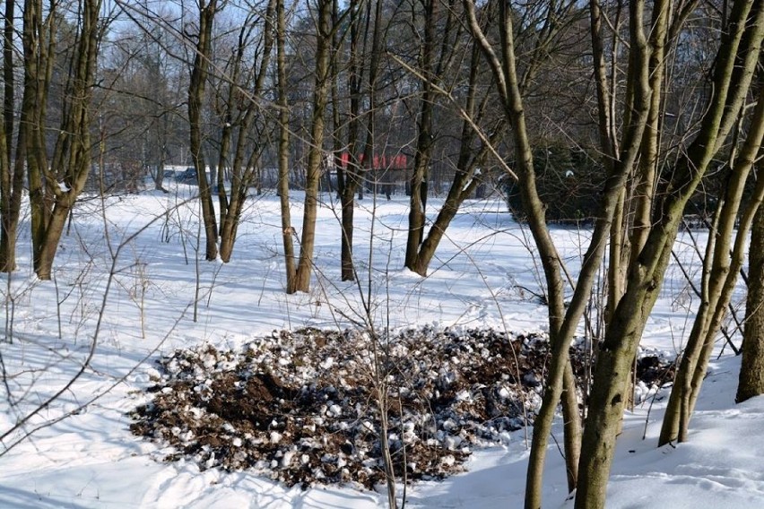 Zimą, przy ograniczonej bazie pokarmowej ślady żerowania...