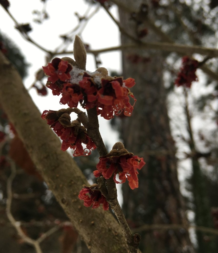 Zima w arboretum w Rogowie. Zobacz, jak zjawiskowo ogród wygląda pod śniegiem 