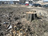 Sprawa wycinki drzew na Srebrnej w Wejherowie trafi do sądu. Policja postawiła zarzuty z ustawy o ochronie przyrody