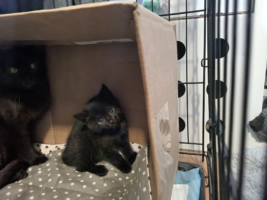Wolontariuszki ze Sztumskich Bezdomniaków uratowały koty