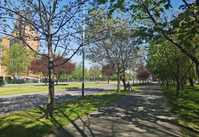 Trwają rozmowy z mieszkańcami w sprawie ochrony większej liczby drzew w związku z budową linii tramwajowej do Mistrzejowic.