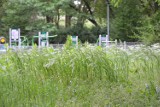 Głogów: Miejskie Parki zarosły trawą. To zaniedbanie czy strategia?