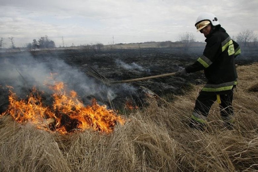 Sosnowiec: Pożar torfowiska w rejonie kolonii Wągródka