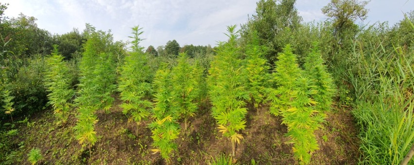 Plantacja konopi indyjskich zlikwidowana przez policję z...