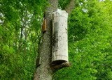 W lasach Nadleśnictwa Choczewo powieszono kłody bartne. To w ramach projektu „Pszczoły wracają do lasu”