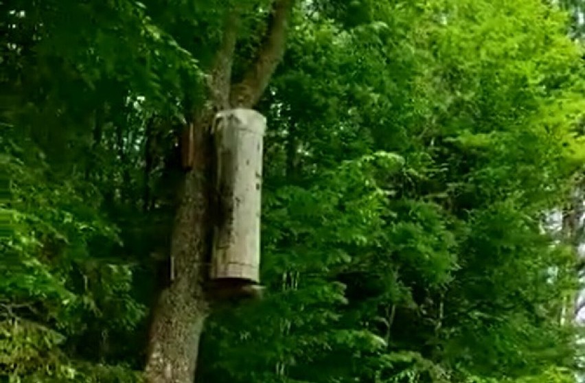 W lasach Nadleśnictwa Choczewo powieszono kłody bartne dla pszczół
