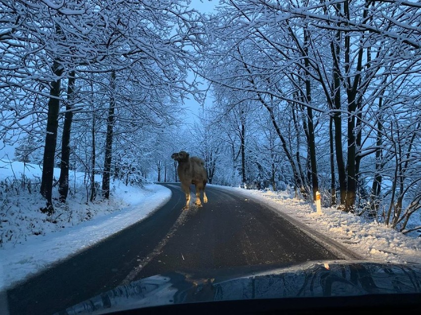 Wielbłąd na środku zaśnieżonej drogi! Spacerował po Górach Izerskich [ZDJĘCIA]