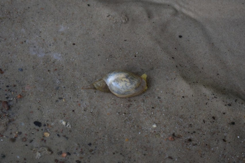 Pomimo epidemii, plaże w okolicach Gniezna są oblegane....