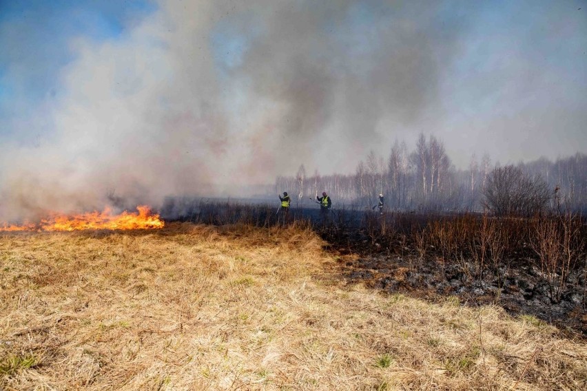 Akcja gaszenia pożaru w Biebrzańskim Parku Narodowym