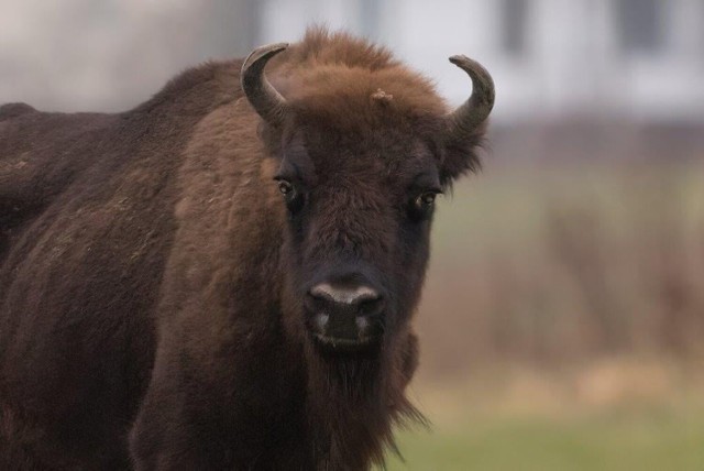 Zdjęcie krowy w Krynkach z obustronną ślepotą.