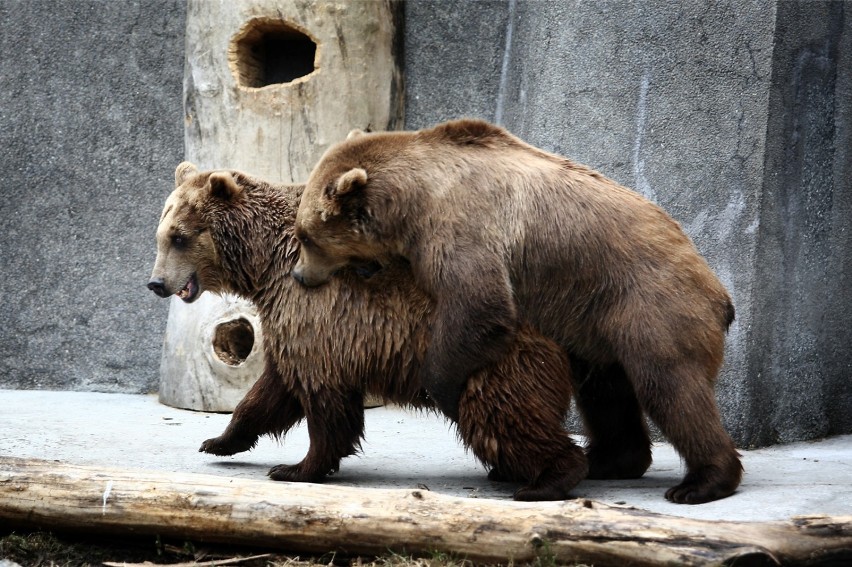 Niedźwiedzie z warszawskiego zoo. Czy powinny zostać...