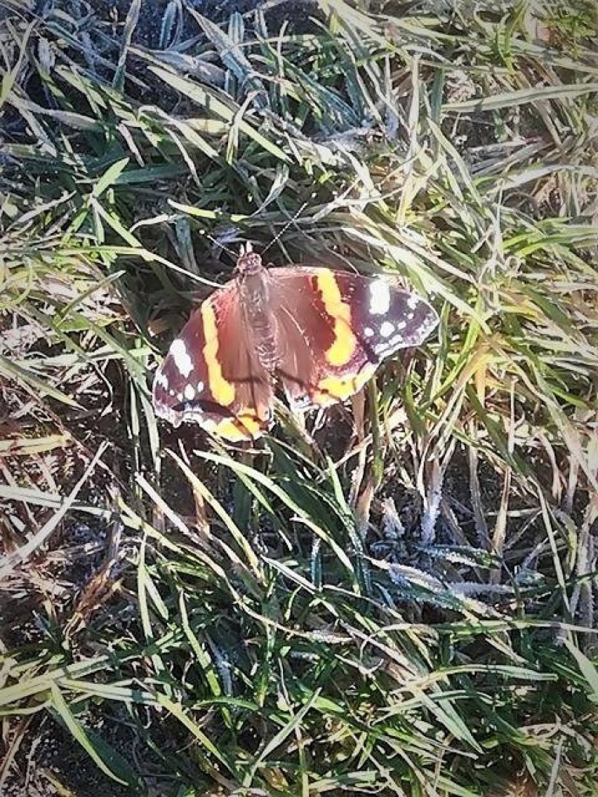 Motyl z Aleksandrii Krzywowolskiej w gminie Rejowiec