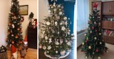 Zobacz najpiękniejsze choinki w Gliwicach - zdjęcia! Takie świąteczne cuda mają w domach nasi czytelnicy