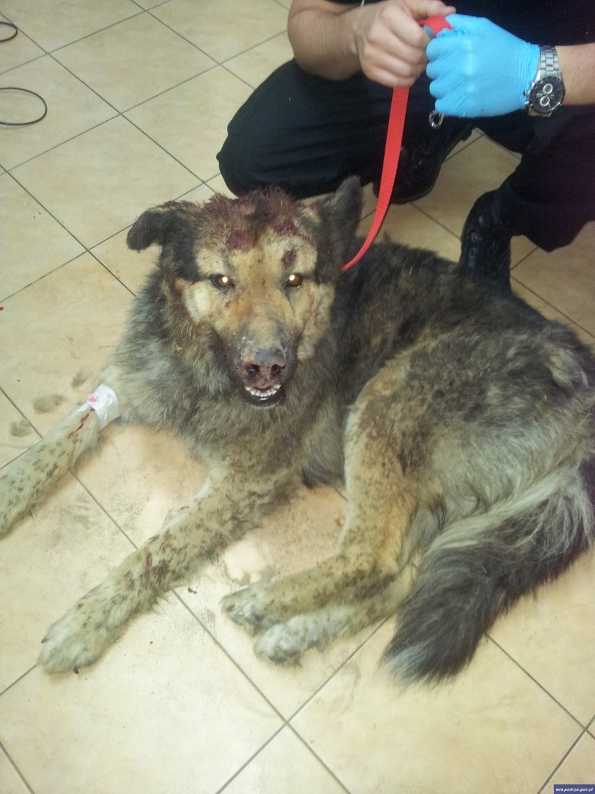 Policjanci uratowali psa, którego właściciel uderzył siekierą i zakopał w ziemi 