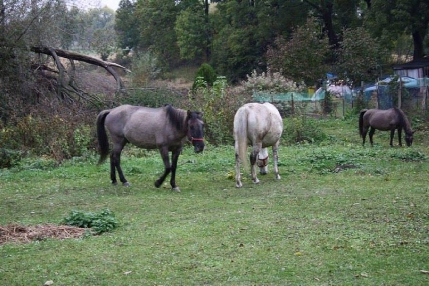 Wika, Wiktor i Witeź to trzy wspaniałe konie, które potrzebują naszej pomocy 