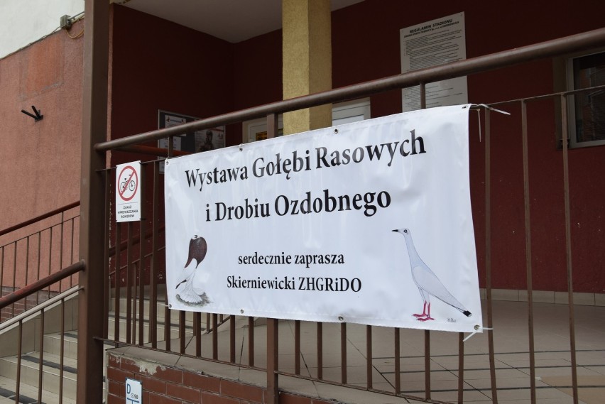 Wielka wystawa gołębi i drobiu ozdobnego w Skierniewicach [ZDJĘCIA]