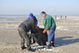 Styropian na Półwyspie Helskim. Plaża w Jastarni w sporych ilościach przykryta styropinem [ZDJĘCIA]