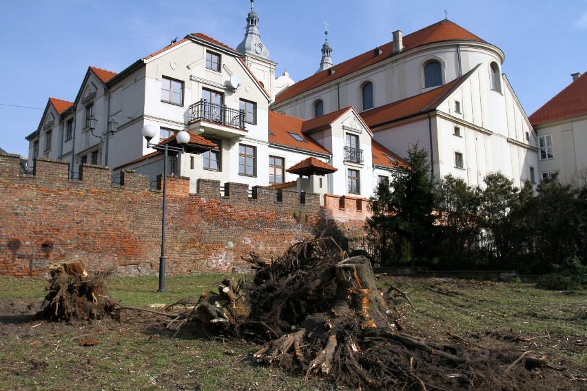 Modernizacja placu Niepodległości w Piotrkowie - wycinka...