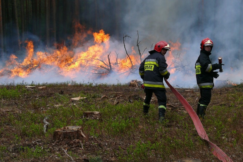 Pożar lasu w okolicach Kluk - zdjęcia