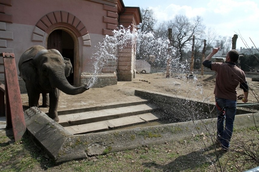 Wrocław: Zwierzaki i ludzie - wszyscy w zoo korzystali ze słońca (ZDJĘCIA)