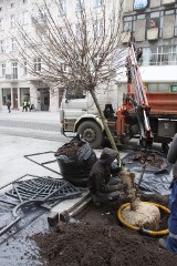 Uschły drzewka rosnące przy magistracie, na ul. Piotrkowskiej [ZDJĘCIA]