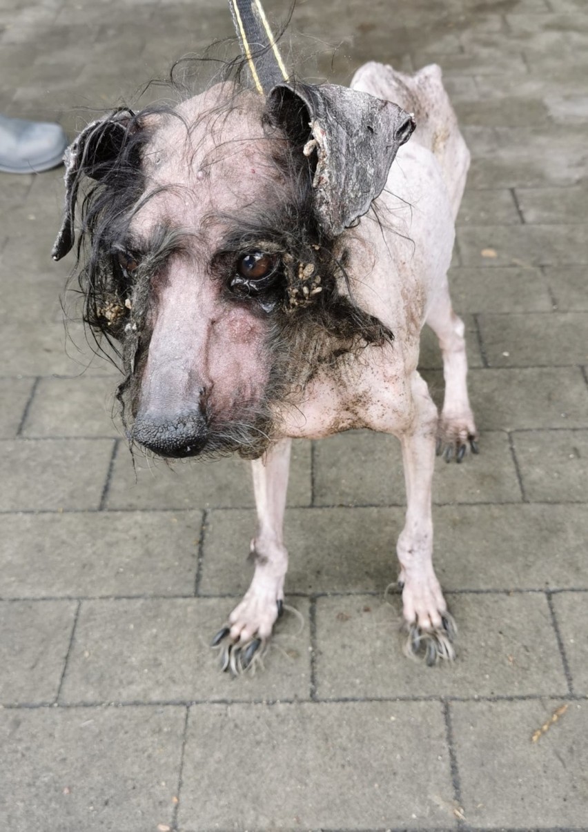 Tak ludzie traktują zwierzęta. Brak słów... Pies w tragicznym stanie został odebrane właścicielce (uwaga, drastyczne zdjęcia)