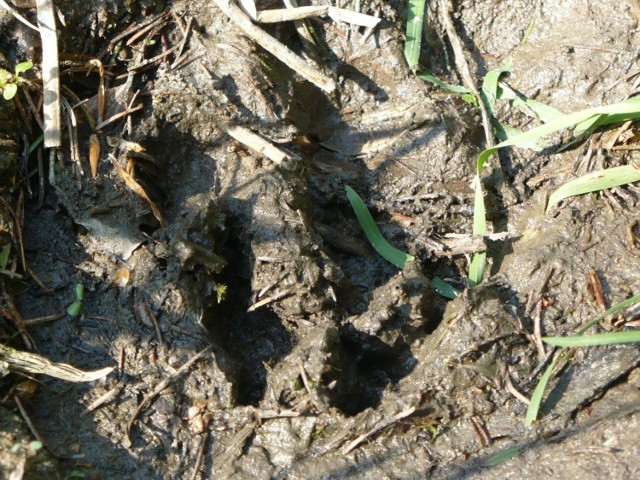 Trop niedźwiedzia brunatnego w lasach Beskidu Ślaskiego. Fot. Robert Grzeszczyk