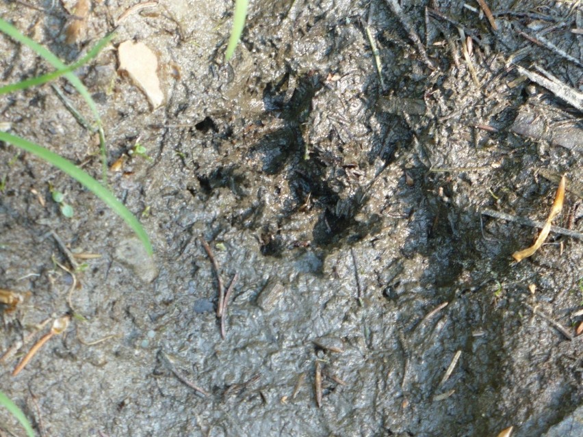 Trop niedźwiedzia brunatnego w lasach Beskidu Ślaskiego....