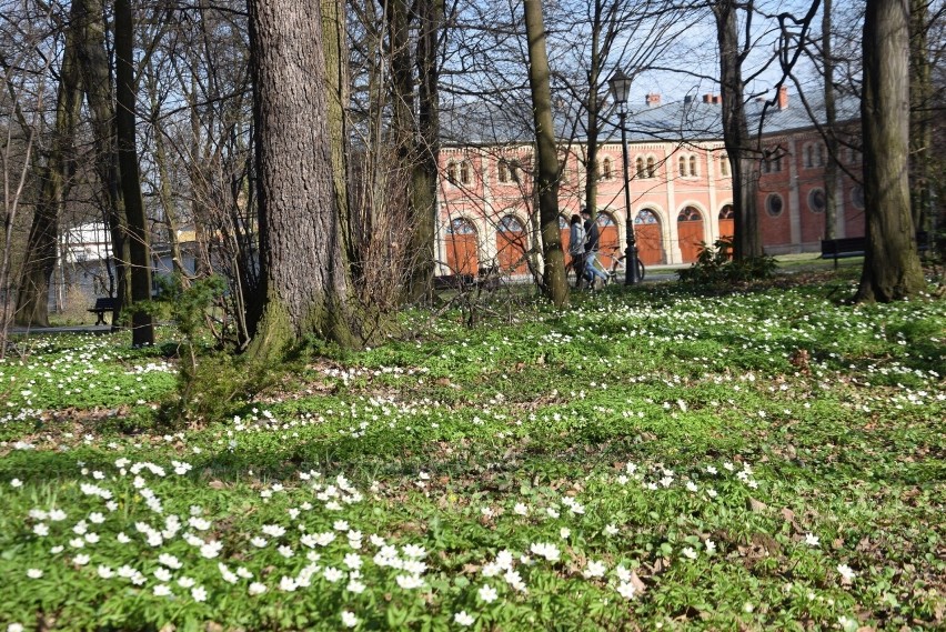 Stajnie Książęce,  w których książę pszczyński, zwłaszcza...