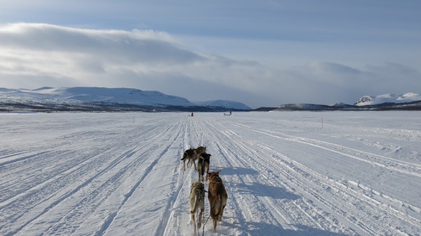 Lapońska Odyseja 2015 - wyprawa psimi zaprzęgami na północ...