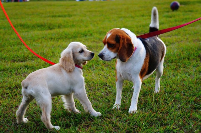 Brakuje miejsca, gdzie czworonogi w sposób kontrolowany i bezpieczny mogłyby biegać, bawić się i z innymi psami