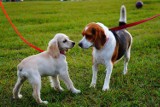 Grupa „Stalowe psiaki” chce w Stalowej Woli wybiegu dla psów