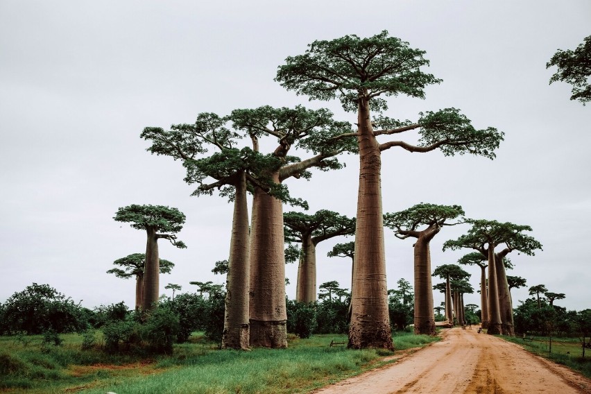 Baobaby można podziwiać między innymi w Morondava słynie ona...