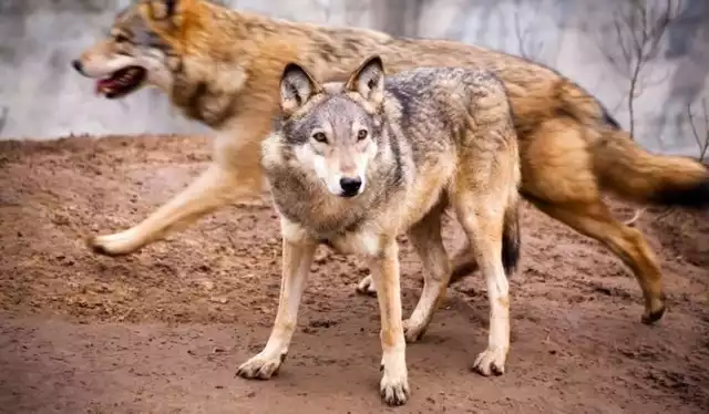 Atak wilków - artykuły | Malbork Nasze Miasto