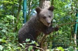 Zoo w Poznaniu: Cisna ma przyjaciela. To mastiff tybetański - Bari