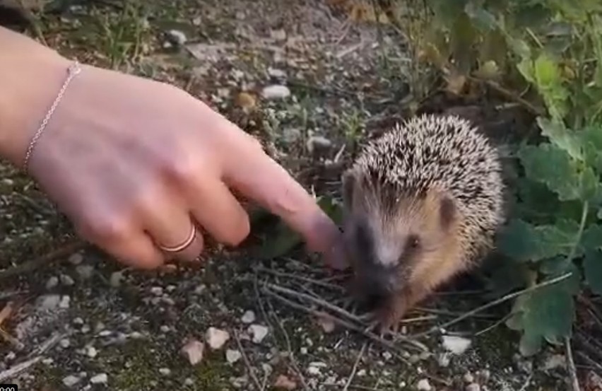 Przy parku w Dalkowie zamieszkała rodzina jeży. Zobacz filmy i zdjęcia