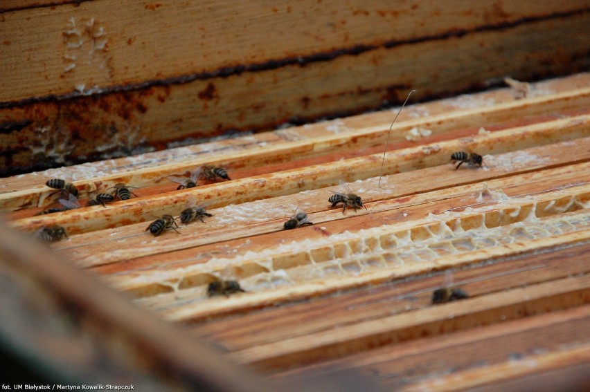 Pszczoły zamieszkają w pobliżu Galerii Białej. Białostocka pasieka miejska.[foto]