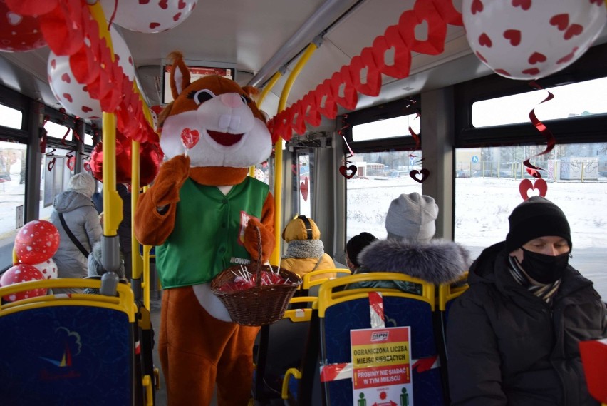 Inowrocław. Walentynki w Inowrocławiu rozpoczęte. WiewiórINKA częstuje słodyczami pasażerów autobusu MPK. Program walentynkowy jest bogaty 