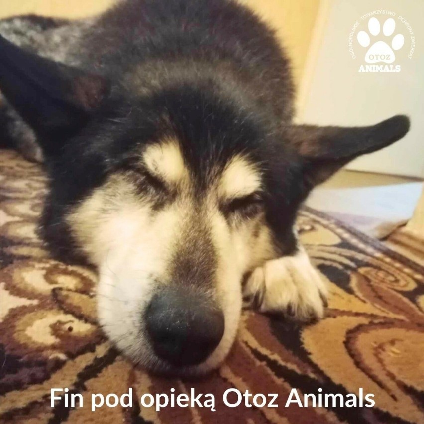 Tragedia dwóch psów w Lublińcu. Przez 8 miesięcy żyły bez dostępu do wody i jedzenia